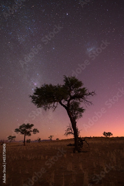 Obraz Milky Way rising over tree in Namibia