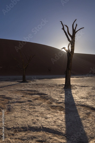 Obraz Deadvlei trees in Namibia