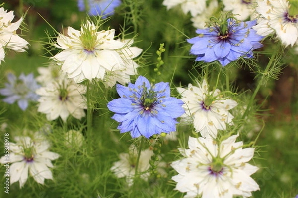 Obraz Nigella flower