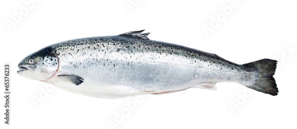 Obraz Łosoś Ryby izolowane na białym