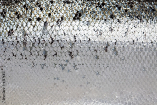 Obraz Skala ryb łososia