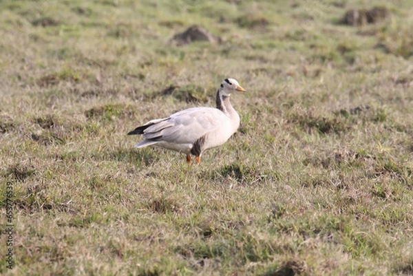 Obraz Bar headed goose