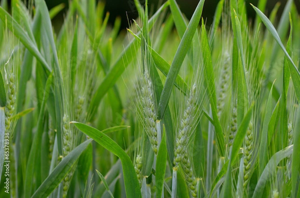 Fototapeta Wheat field