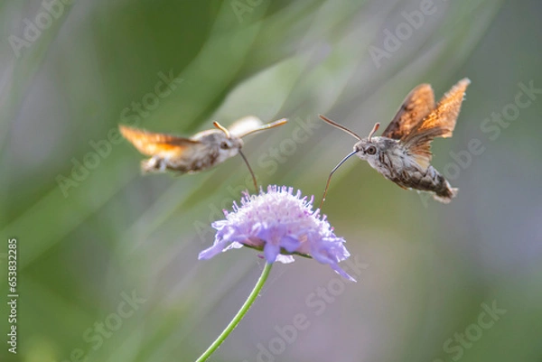 Obraz falena sfinge gallio