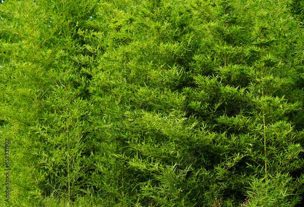 Obraz Bamboo grove background