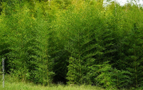 Obraz Bamboo grove background