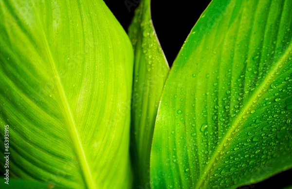 Obraz Fresh Banana leaf close-up with black background
