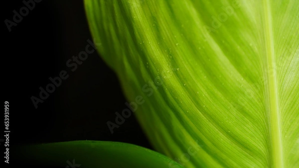 Obraz Fresh Banana leaf close-up with black background