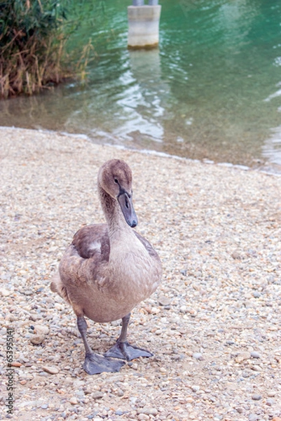 Obraz Mute Swan: Graceful Mute Swans Gliding Serenely on Vienna's Lake.