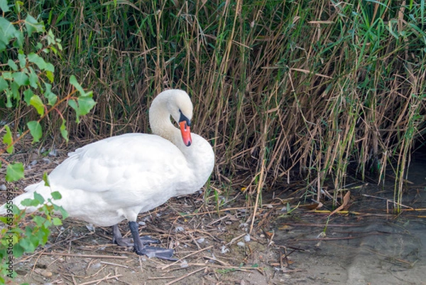 Obraz Mute Swan: Graceful Mute Swans Gliding Serenely on Vienna's Lake.