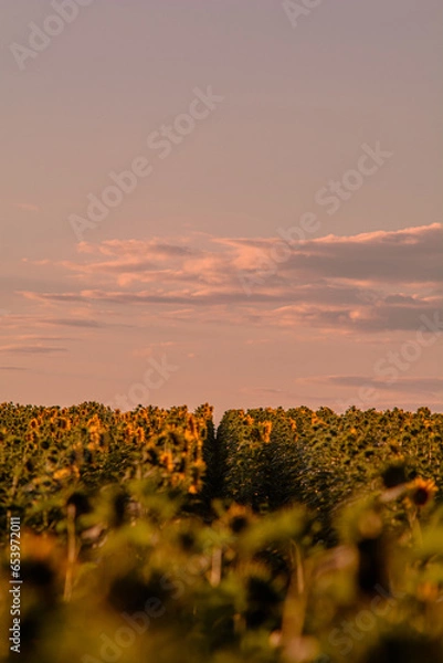 Fototapeta Field with yellow sunflowers during the golden hour, with a blue sky and white clouds in the background.