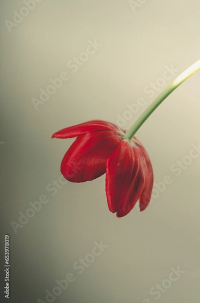 Obraz red tulip flower