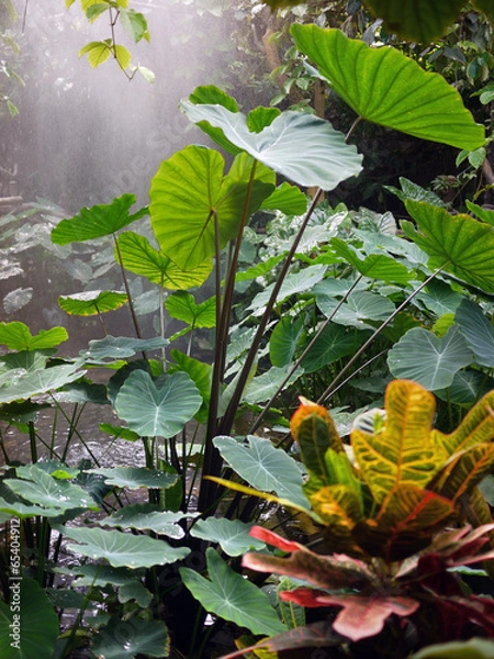 Fototapeta rainforest