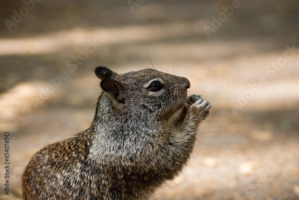 Obraz squirrel on the ground