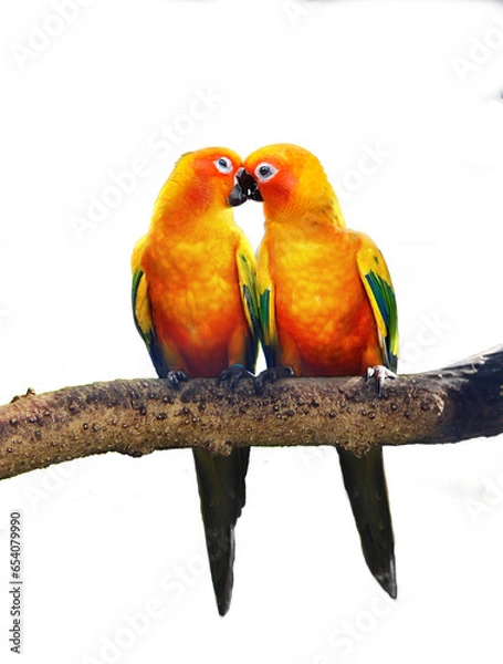Fototapeta The sun parakeet kissing on a tree branch, also known in aviculture as the sun conure