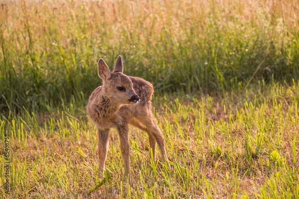 Obraz Rehkitz_ver_07