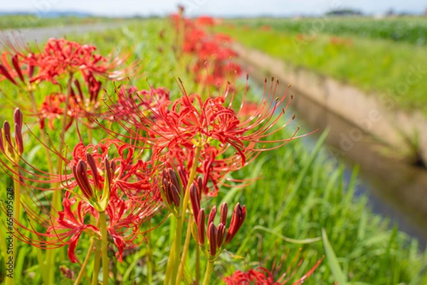 Fototapeta 畦道に咲く彼岸花