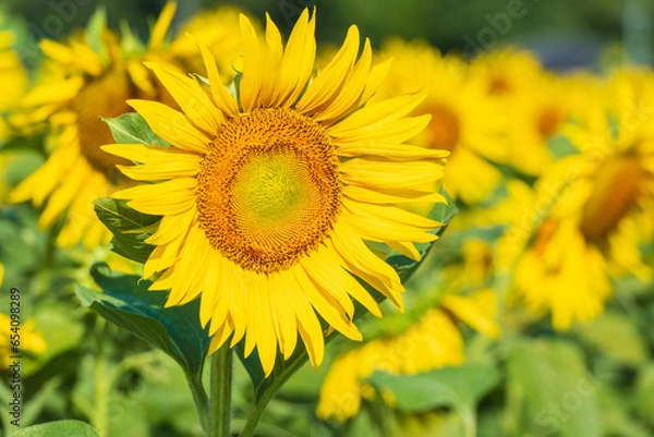 Obraz 太陽に向かって伸びる満開のひまわり