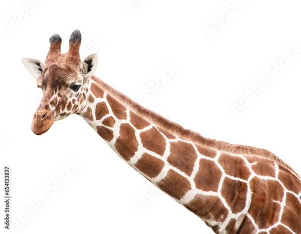 Fototapeta Cute giraffe looking into the camera, close up and without background/white background