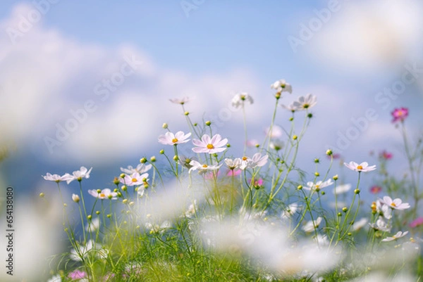 Fototapeta 秋の黒姫高原に咲くコスモスの花畑