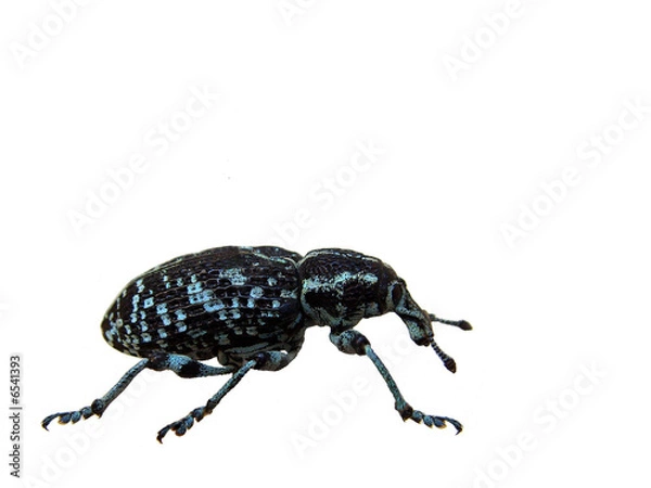 Fototapeta Żołędziowiec.