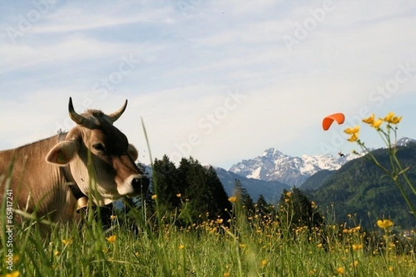 Obraz Kuh Gleitschirm