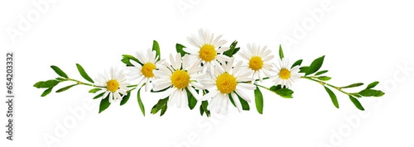 Fototapeta Daisy flowers and green grass in a floral line arrangement isolated on white or transparent background