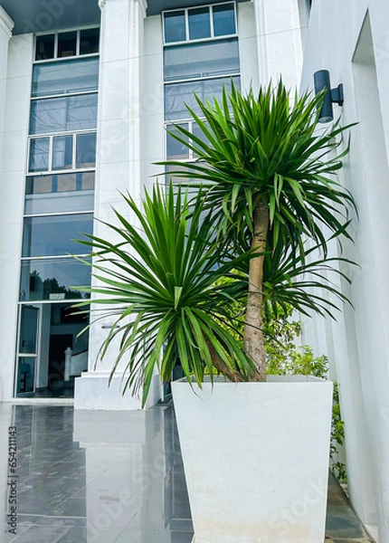Obraz Dracaena loureiri Gagnep plant in front of modern building