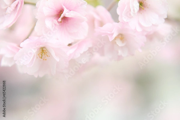 Obraz 桜　花びら