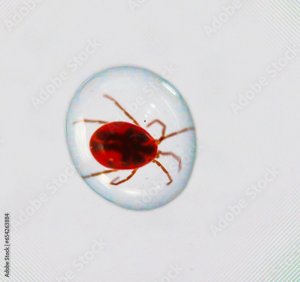 Obraz Ein Macro von einem extrem kleinen Käfer, Insekt in einem Wassertropfen.