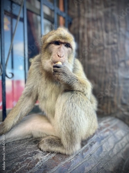 Obraz Mono macaco de Berberia