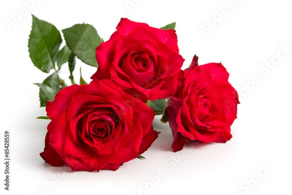 Obraz Trzy leżące czerwone róże
