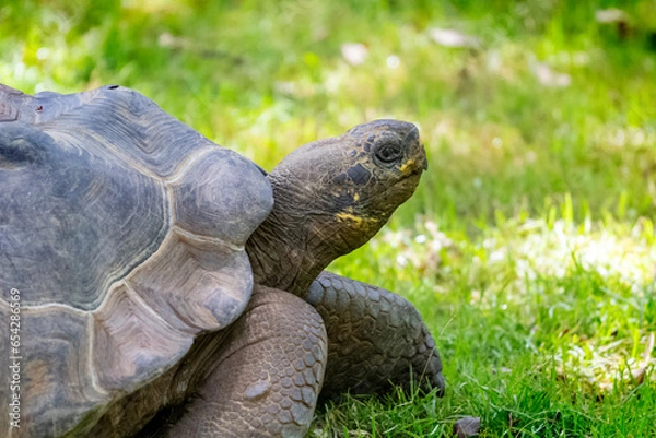 Obraz Tortoise Close Up