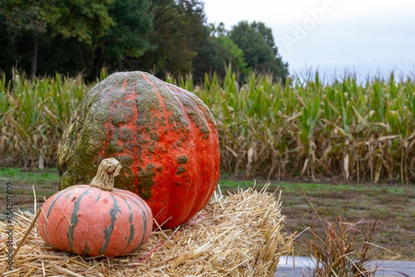 Obraz pumpkin in the field