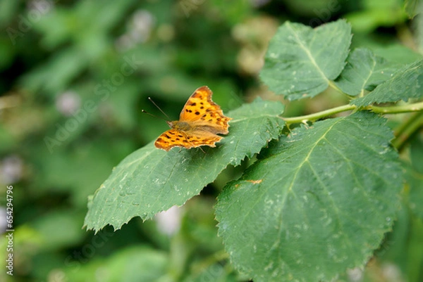 Obraz Schmetterling auf Blatt