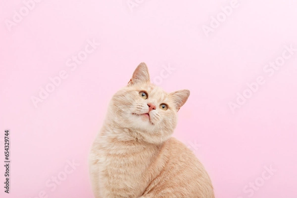 Fototapeta Portrait of a cute ginger cat that looks up on a pink background. Top photo. 