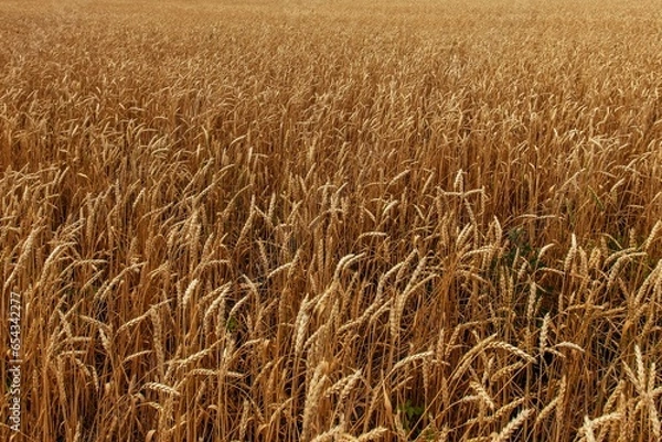Obraz golden wheat field