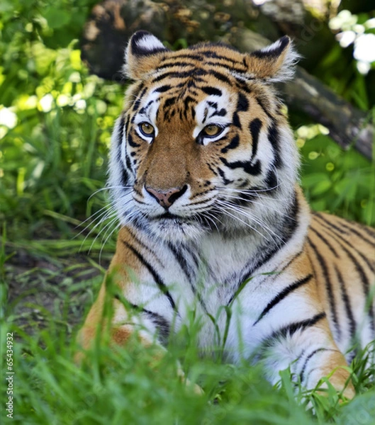 Obraz Amur Tiger