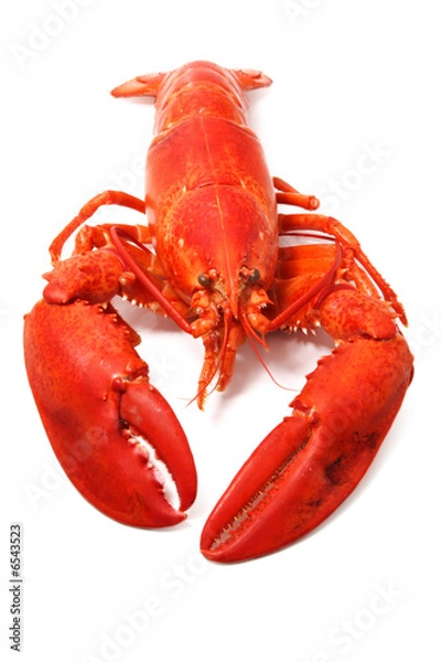 Obraz red lobster