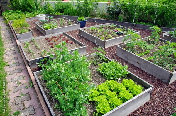 Fototapeta plaster warzywny