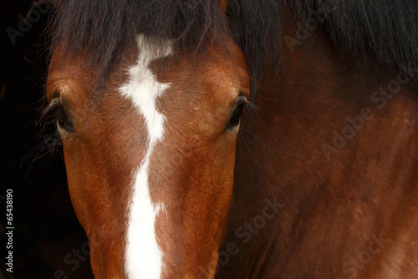 Obraz Kaltblut Close Up