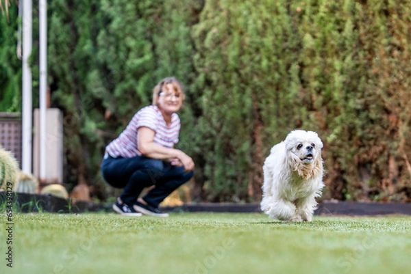 Fototapeta American cocker spaniel running and playing in a garden