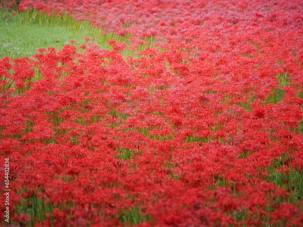 Fototapeta 彼岸花11