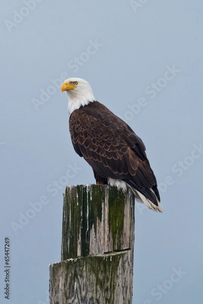 Fototapeta Bald Eagle on a post