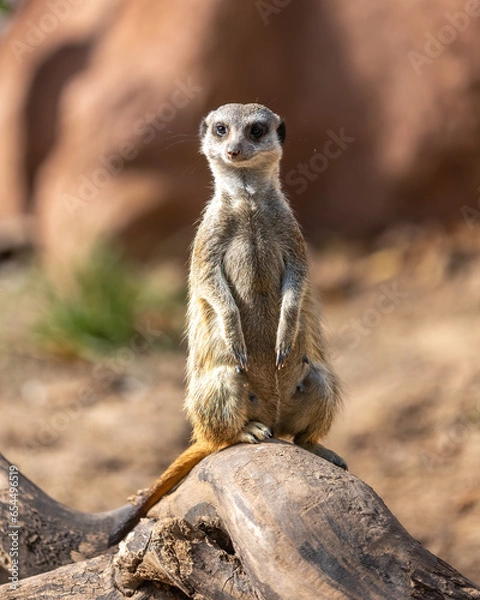 Fototapeta Erdmännchen