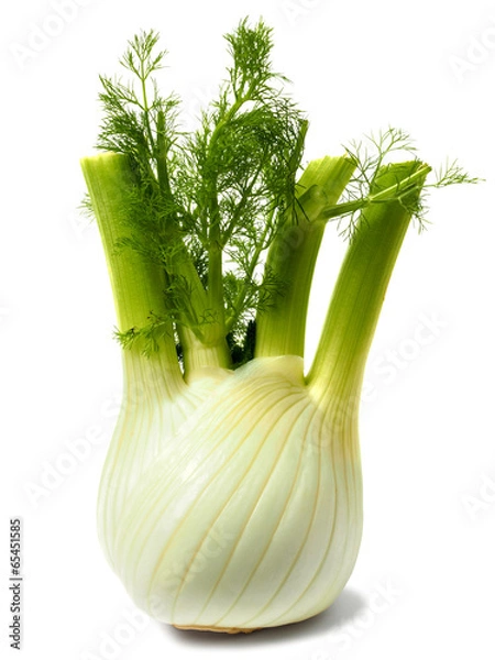 Obraz Florence fennel bulb on white