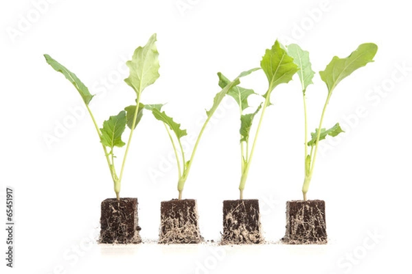 Obraz Jungpflanzen Reihe Kohlrabi