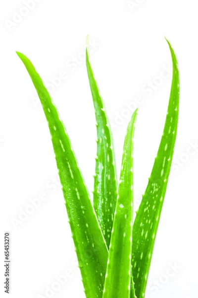 Obraz Aloe vera on white background