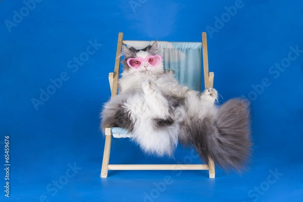 Obraz cat resting on a sun lounger