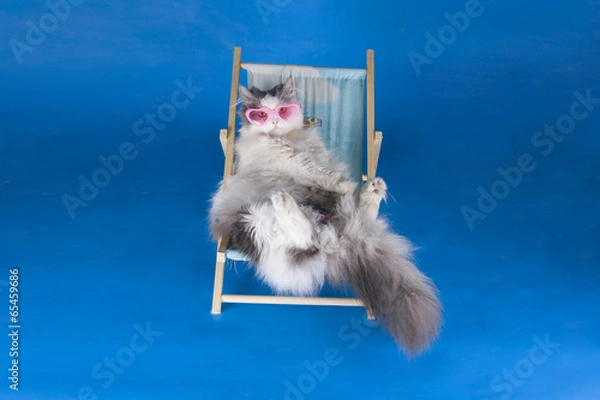 Obraz cat resting on a sun lounger